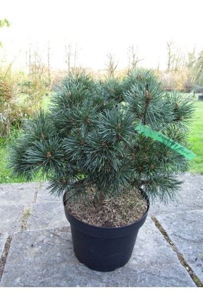 Pinus sylvestris Чантрі Блю опис